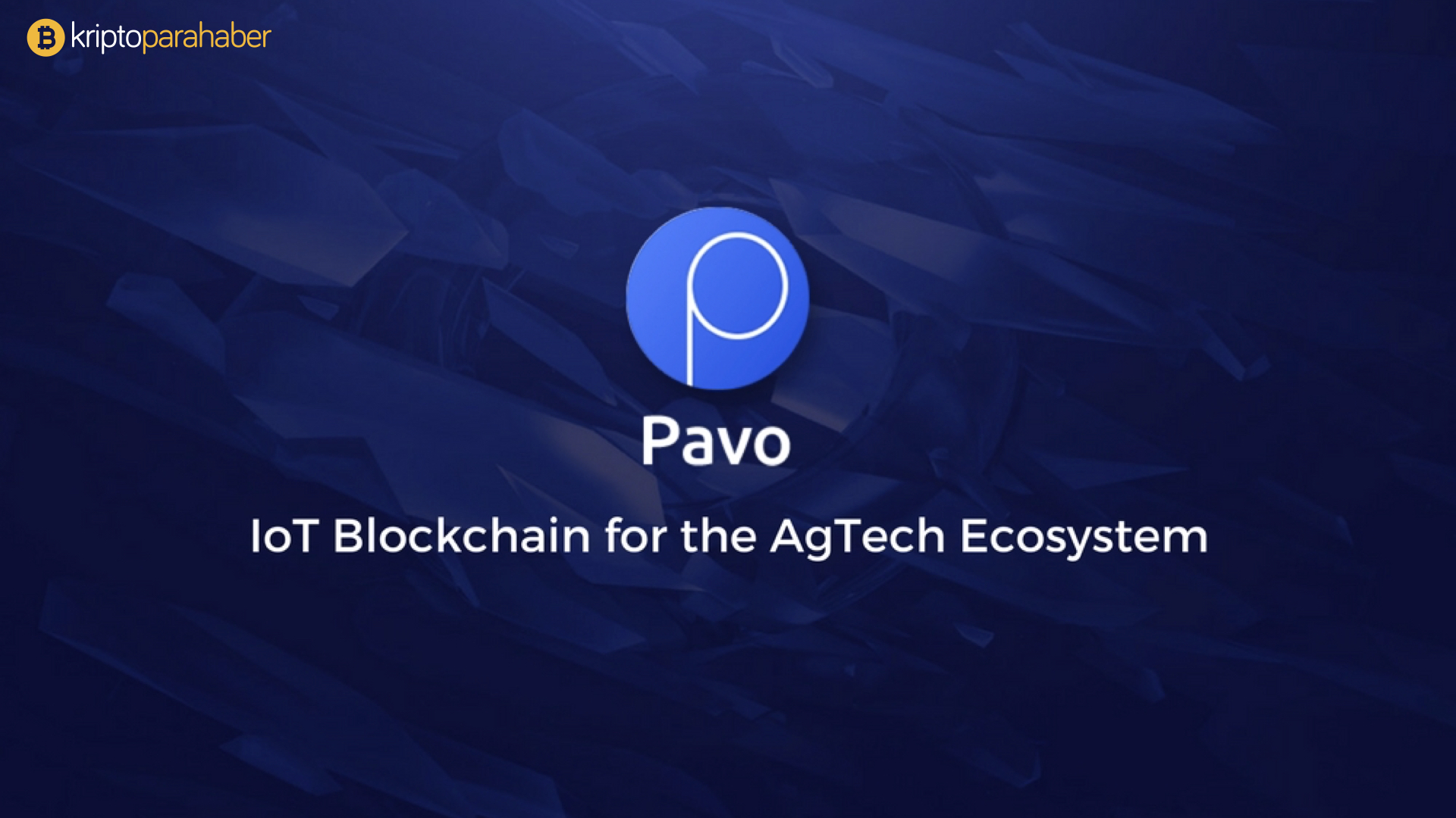 Pavo
