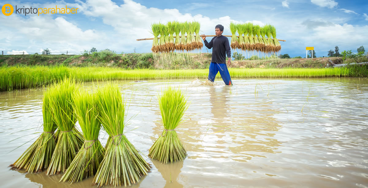 Oxfam Blockchain projesi Kamboçya’nın ekonomisini düzeltebilir