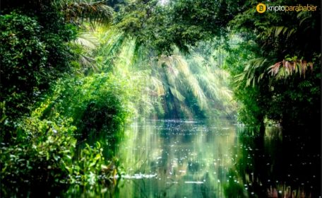 Bosque Guardian projesi, Peru’daki yağmur ormanlarını kurtarmayı hedefliyor