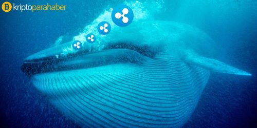 Ripple balinası 2,6 milyar XRP’yi bilinmeyen iki cüzdana taşıdı