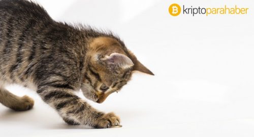 Tüm bunlar ölü kedi sıçraması mı? Fiyat artışları kalıcı değil mi?