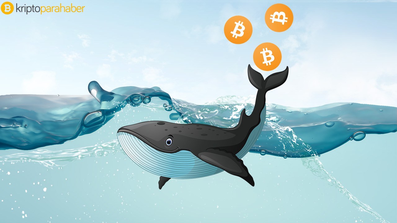 Nightcat: “Bitcoin fiyatı 2020 yılının Mayıs ayında yarım saatte 13.000 dolara yükselecek.”