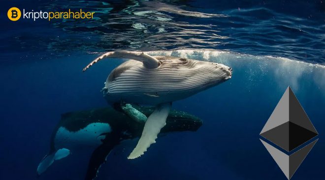 Ethereum ATH yaparken, balina hesapları hareketlilik yaşadı