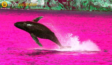 7 senedir uyuyan Ripple balinası hareketlendi: 40 milyon XRP taşındı!