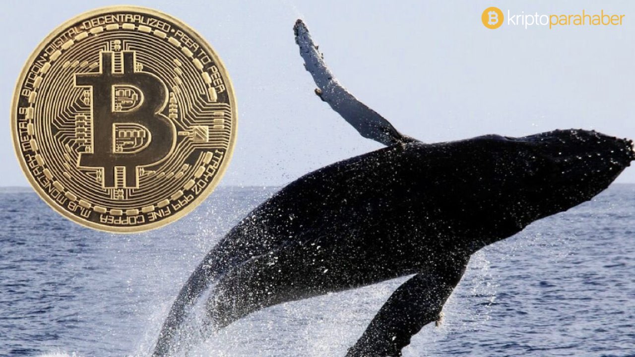 Bitcoin balinalarının Eylül ayından bu yana biriktirdiği BTC miktarı dudak uçuklatıyor