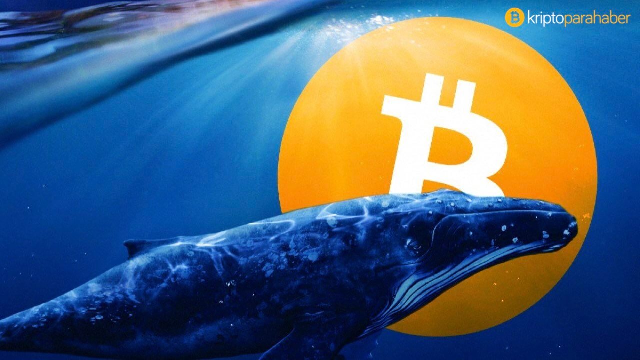 Bitcoin balina sayısı tüm zamanların en yüksek seviyesine ulaştı!