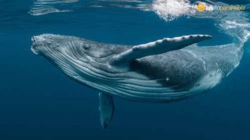 Coinbase’den çıkan devasa tutardaki 14.000 BTC Guggenheim Partners’a mı ait? Büyük yatırımcı BTC’yi hangi fiyattan aldı?