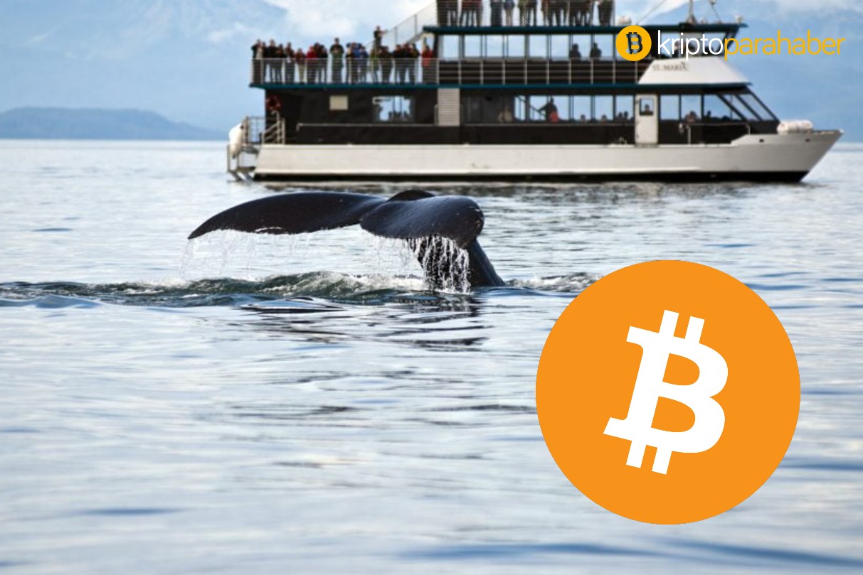 Bitcoin ağında balina sayısı, potansiyel BTC Futures ETF lansmanı öncesi ciddi artış görüyor
