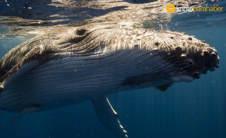Milyar dolarlık balina transferi kripto çöküşünü tetiklemiş olabilir