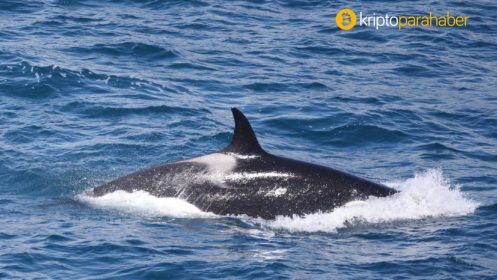 Ripple balinaları aniden milyon dolarları taşıdı – XRP nereye gidecek?
