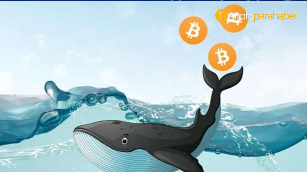 Bitcoin balinası aniden 400 milyon dolarlık BTC’yi hareket ettirdi – neler oluyor?