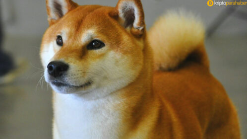 SHIB sahiplerinin sayısı yüzde 300 fiyat artışının ardından 750.000’e ulaştı