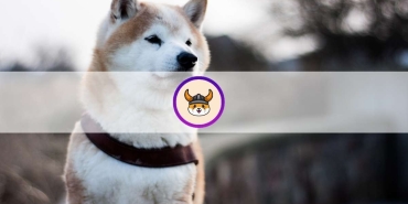 Floki Inu fiyatı yükselişe hazırlanıyor olabilir?