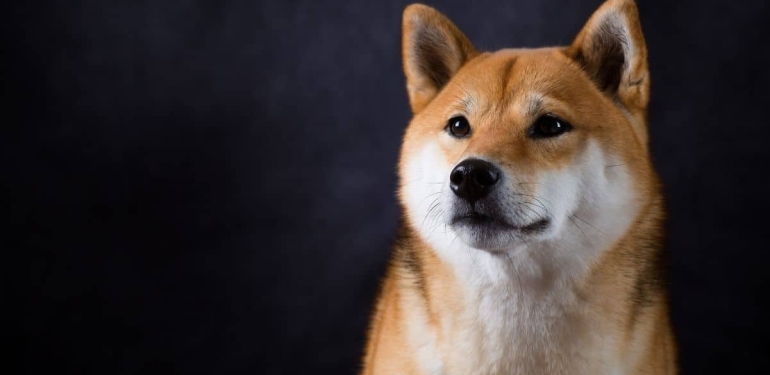 Bu elektronik perakende devi, Shiba Inu ödemelerini kabul ettiğini açıkladı!