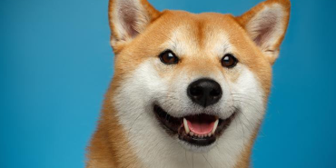 Shiba Inu