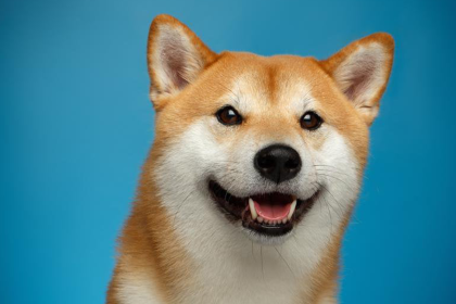 Shiba Inu, cüzdan sayısında bir dönüm noktasına ulaştı!