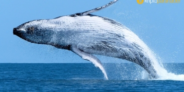 Bitcoin balinası, düşüşte alım yapmaya devam ediyor!