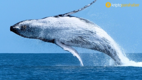 Bitcoin balinası, düşüşte alım yapmaya devam ediyor!