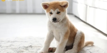 Floki Inu (FLOKI) yatırımcıları, Binance ve Coinbase listelemesi için imza topluyor: Son durum ne?