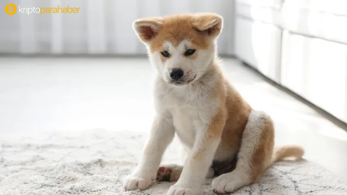 Floki Inu (FLOKI) yatırımcıları, Binance ve Coinbase listelemesi için imza topluyor: Son durum ne?