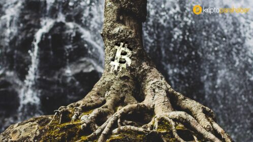 Dört yıl sonra gelen güncelleme Taproot, Bitcoin’in çalışma şeklini nasıl değiştirecek?