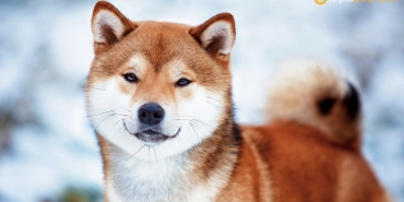Shiba Inu fiyatı sıkıştı, beklenen artış ne zaman gelecek?