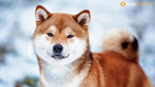 Shiba Inu fiyatı sıkıştı! Beklenen artış ne zaman gelecek?