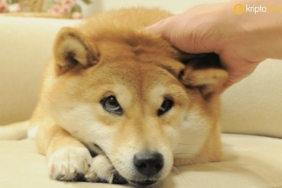 Shiba Inu fiyat düşüşlerinden sonra Coinbase'de en çok işlem gören üçüncü kripto para oldu