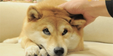 Shiba Inu fiyat düşüşlerinden sonra Coinbase'de en çok işlem gören üçüncü kripto para oldu