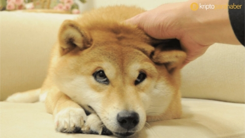 Fiyatı düşse de zirvelere oynuyor: Shiba Inu’dan önemli istatistik!