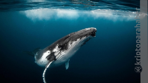 Polygon MATIC fiyatı, Ethereum balinasının alım yapmasının ardından yüzde 8 arttı!