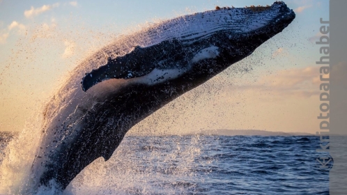 Akıllı balinalar bu 3 altcoin’den alıyor, bu 3 altcoin’i ise terk ediyor!