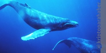 Balinalar CRO'ya yüksek ilgi gösteriyor