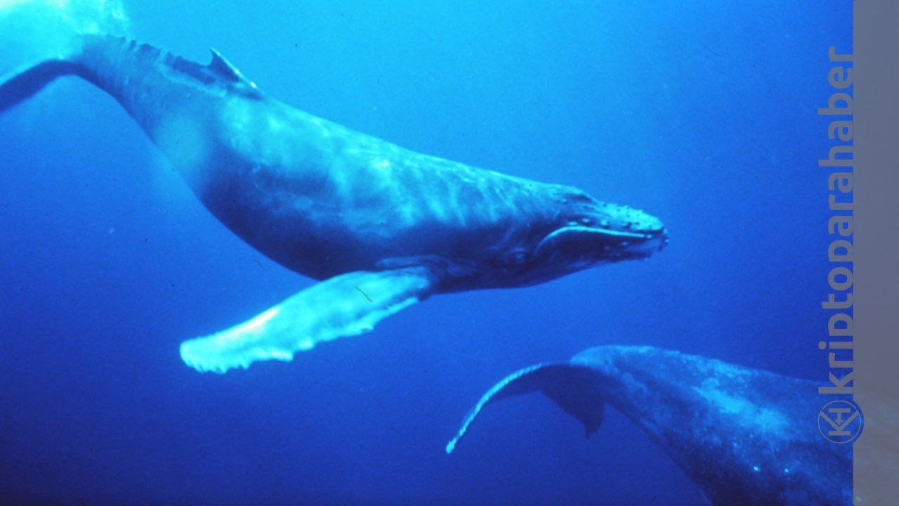 Balinalar CRO'ya yüksek ilgi gösteriyor