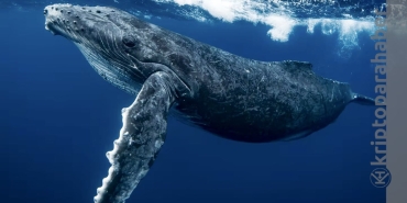 Balinaların yeni gözdesi SUSHI