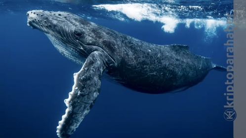 Balinaların yeni gözdesi bu altcoin! Haftalık 2x yapmak üzere