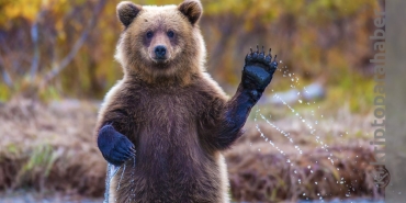 Bitcoin ayı piyasasında mı?