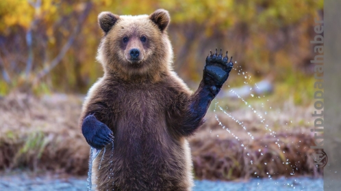 Herkesin aklındaki soru aynı: Bitcoin ayı piyasasında mı? İşte yanıtı!