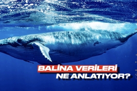 Bitcoin balina verileri dikkat çekiyor