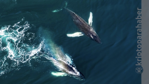 Kripto para piyasası yükselişe geçti, Bitcoin balinaları hareketlendi! Dev transfer!