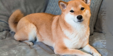 Shib fiyatı, Bitstamp listelemesine rağmen yükselmedi