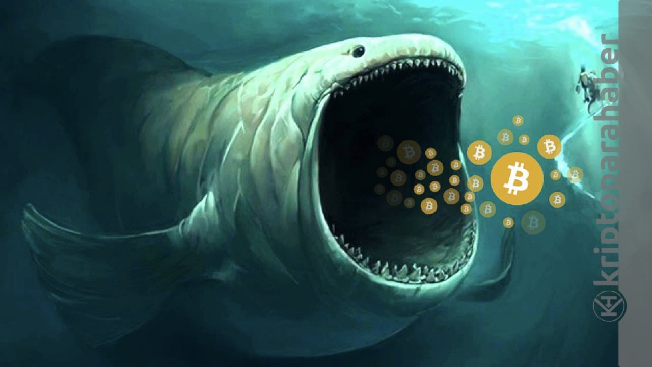Çılgın Bitcoin balinası büyük bir alım yaptı.