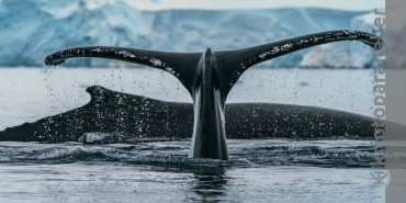 Ethereum balinaları borsalara akın ediyor