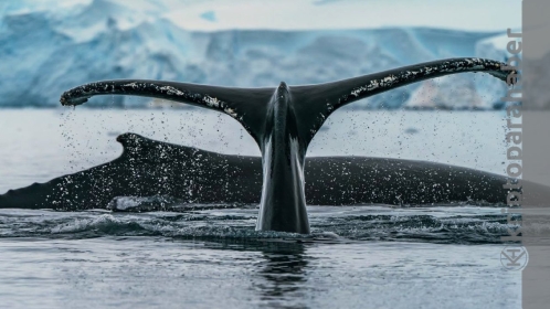 Şok: Ethereum balinaları borsalara akın etmeye başladı! Fiyatı etkileyebilir