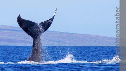 Kripto para piyasası düşerken en büyük Ethereum balinaları hangi kripto paralara yatırım yapıyor?