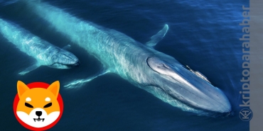 Shiba balinaları uyanıyor