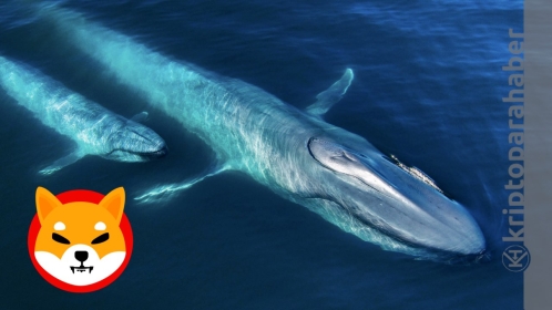 Shiba balinaları uykudan uyanıyor: İşler değişebilir! İşte detaylar