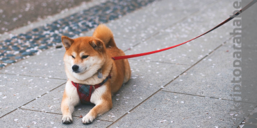 Shiba Inu piyasa değeri bir ayda %40 azaldı