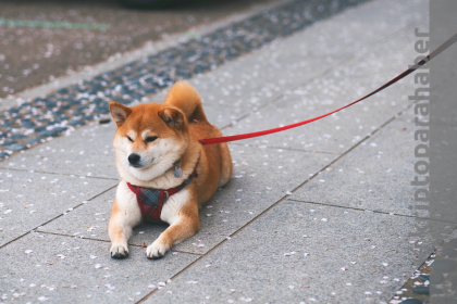 Dogecoin yükselirken Shiba Inu piyasa değeri bir ayda %40 azaldı!