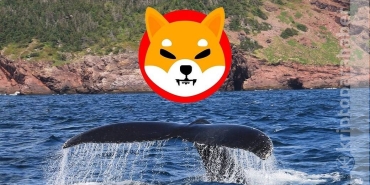 Balinaların Shiba ısrarı bitmiyor, yeni alımlar göründü